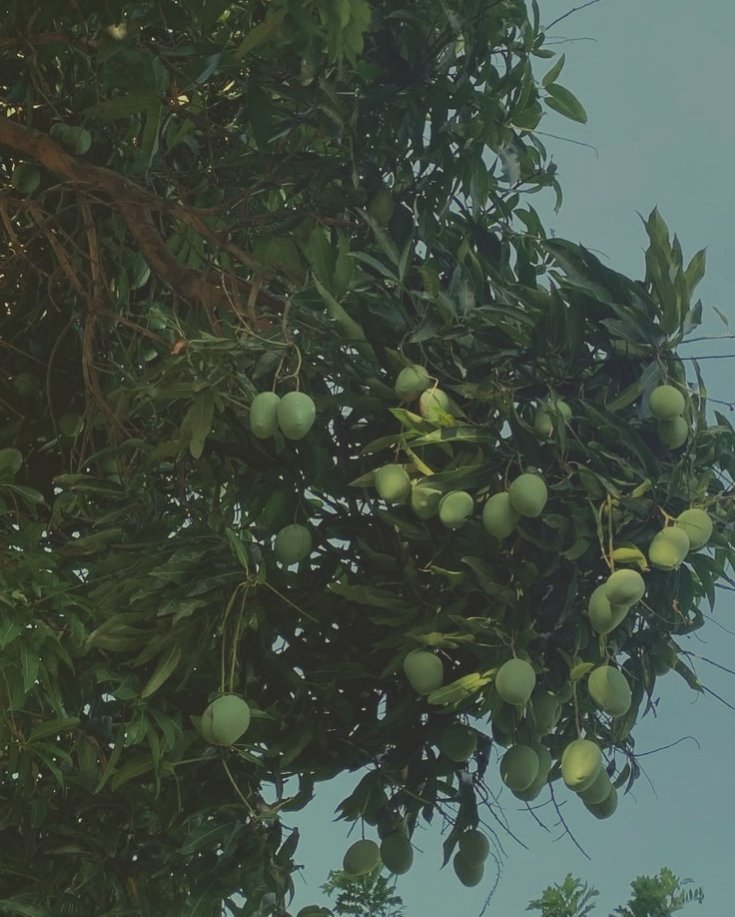 pramoedyart's tweet photo. 📍yogyakarta, idn.

i see it, i want it, i get it.😎

entering the beginning of mango season. https://t.co/vaANL1uyn6