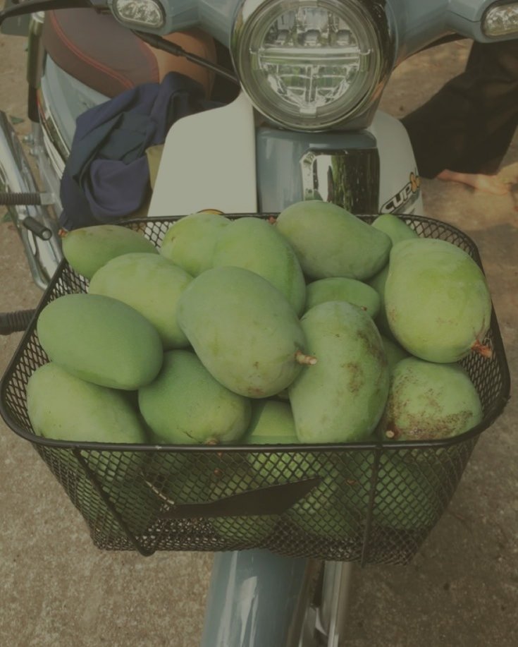 pramoedyart's tweet photo. 📍yogyakarta, idn.

i see it, i want it, i get it.😎

entering the beginning of mango season. https://t.co/vaANL1uyn6