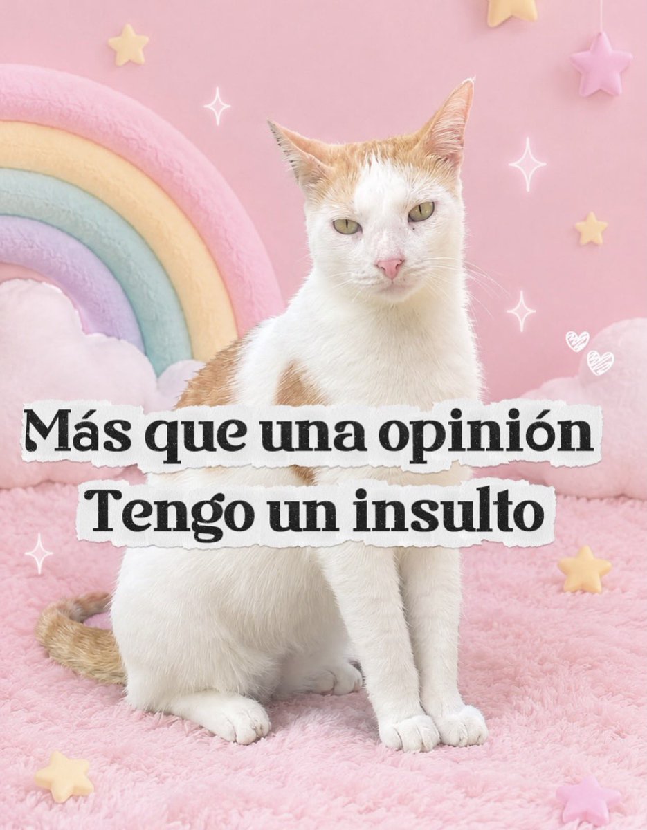 pauvelociraptor's tweet photo. Gatito para enfrentar el día. https://t.co/BUU8NcTZ42