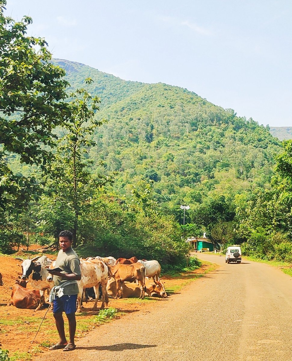 jnpankaj's tweet photo. Countryside Cowboy.
Koraput, Odisha. https://t.co/JkYriL1OqV