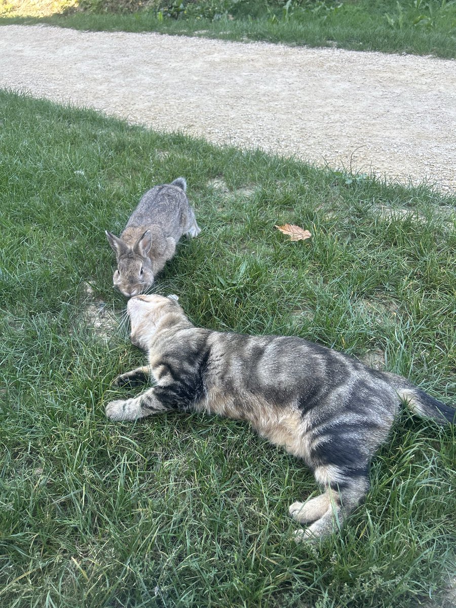 atlasbtw__'s tweet photo. je me balade y’a un chat et un lapin qui courent  vers moi pr faire des gros calinous ????? https://t.co/XTbybeXlXU