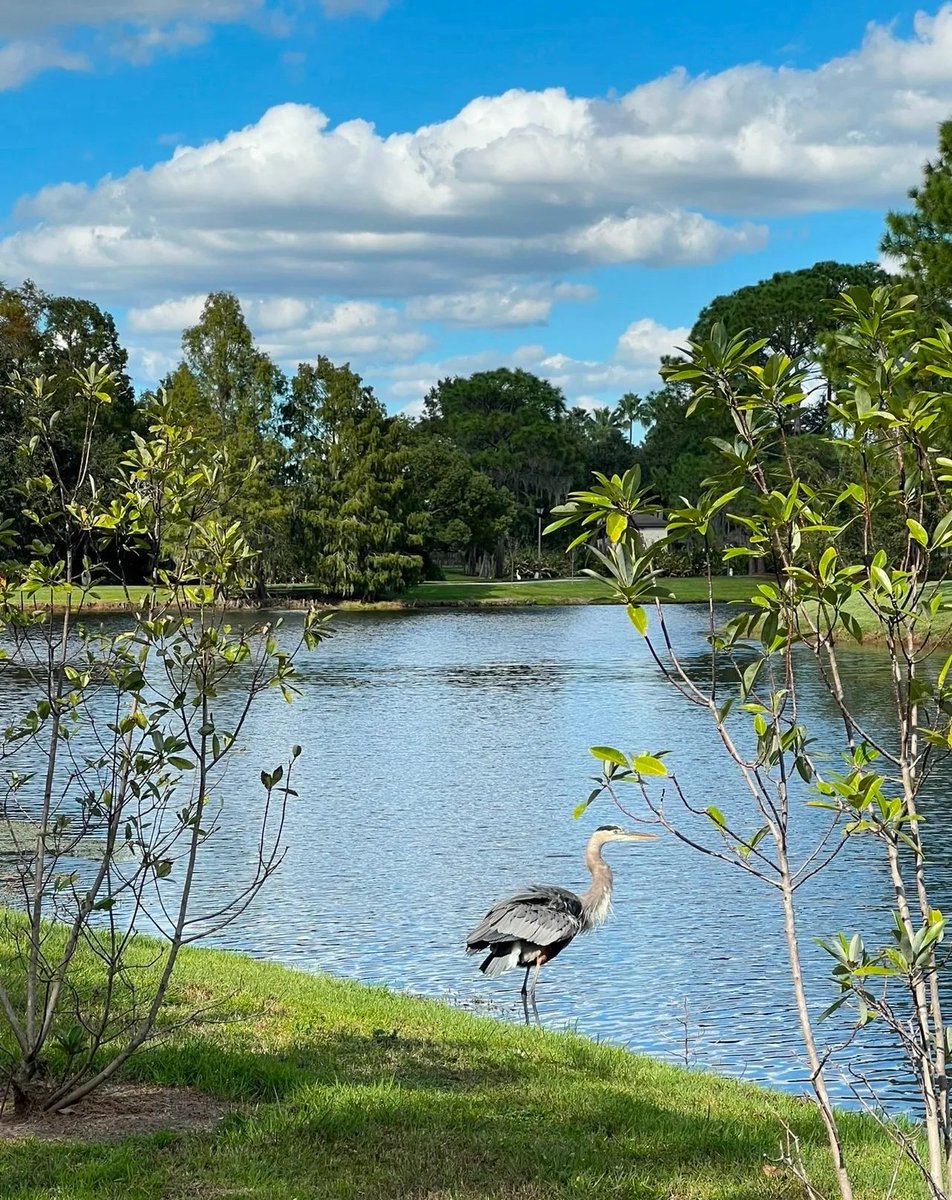 Bree8728's tweet photo. Blue skies, white clouds, clear waters, and birds in flight. Good morning
#GoodMorning #LifeAesthetics https://t.co/fo9udDynDQ