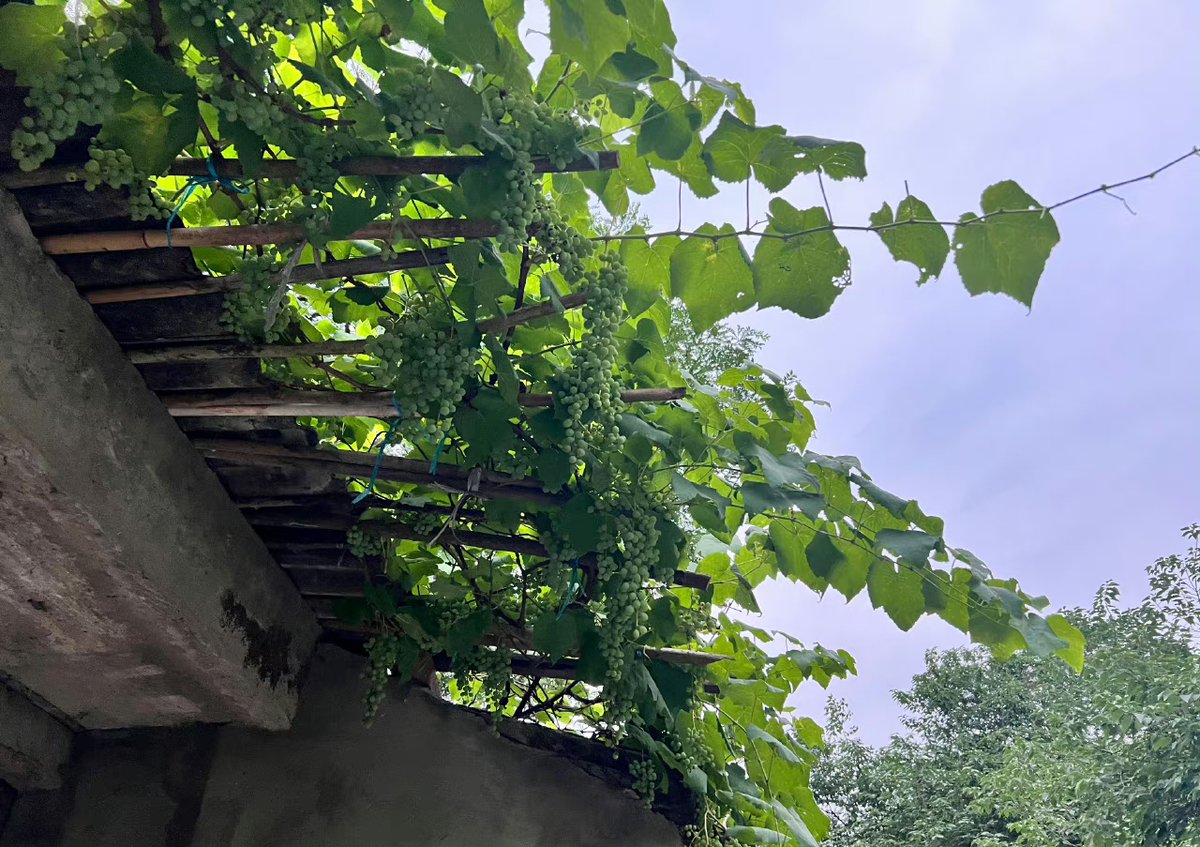 PiperWentwepbd's tweet photo. En la terraza soleada, se ve un montón de uvas maduras, un pequeo orden de objetos antiguos, varias generaciones de familiares reunidos y una zanja simple al lado.， https://t.co/JZcalvneIs