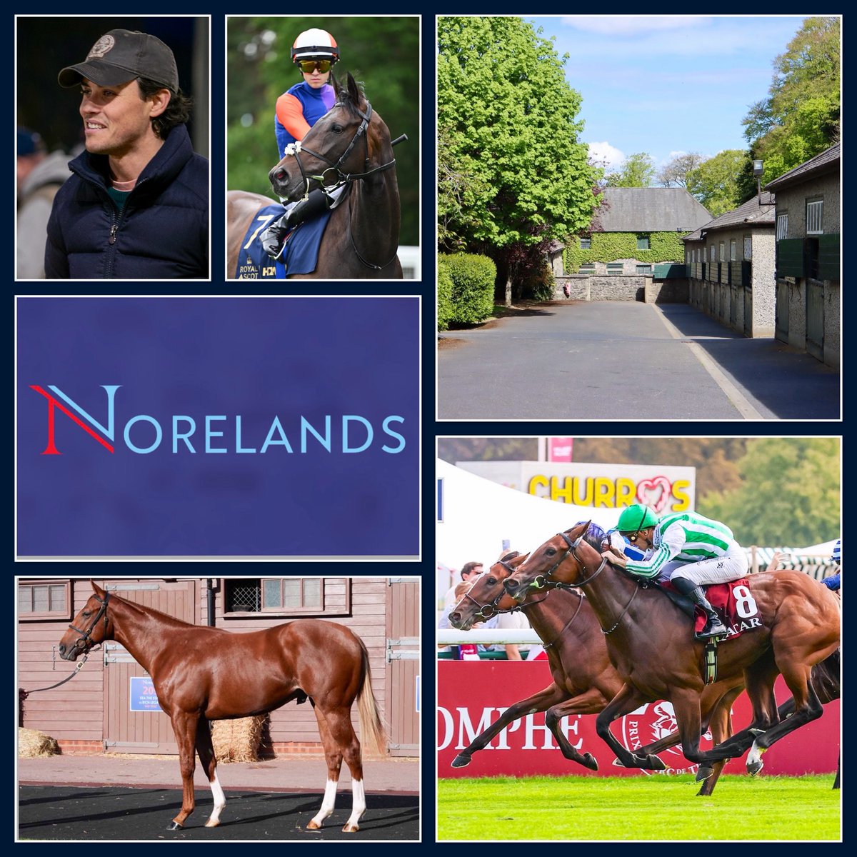 weatherbysltd's tweet photo. A big year on the track has set the scene for an exciting @Tattersalls1766 Book 1 for @NorelandsStud .
 
Johanna Walsh’s Irish Oaks triumph, Green Empress’s Group 1 success, Amberglen’s US Grade 3 win, Saxon Street’s Listed victory and King Of Cloughan’s Royal Ascot success have in 2026 all underlined the quality being raised at the Kilkenny Stud.
 
Now Norelands brings ten yearlings to Tatts Book 1, including progeny by Sea The Stars, Wootton Bassett, Night Of Thunder, New Bay, Lope de Vega & Blue Point.
 
With the farm’s graduates firing on the track, Hamish McCalmont joins @nickluck on the Weatherbys segment of the NLD Podcast to discuss this year’s draft, the horses behind the results and the Norelands approach to raising top-class racehorses.
🎙️ Listen to the interview👉🏻 https://t.co/f6lwadWIyt