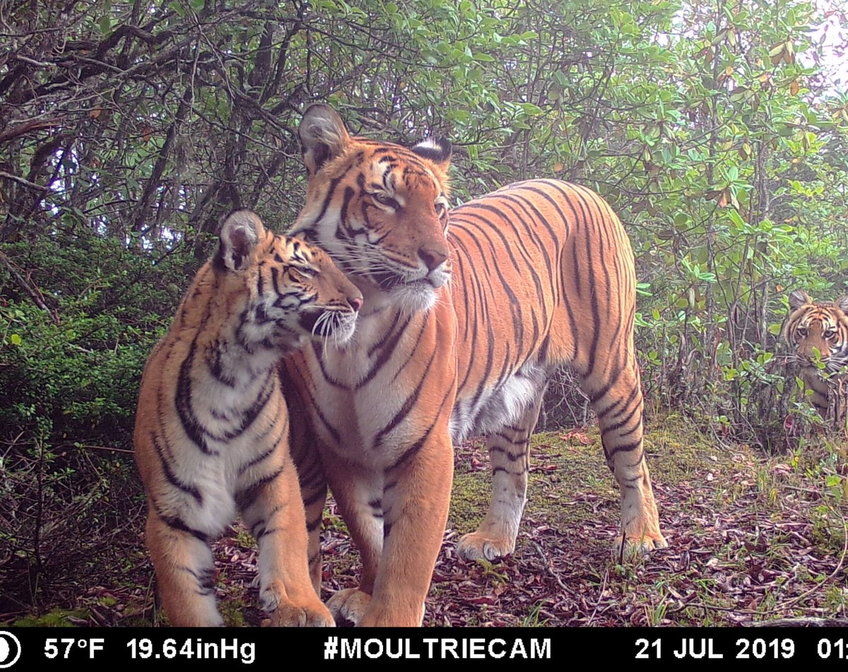 Trail_Cams's tweet photo. https://t.co/lGqBBjz6hL