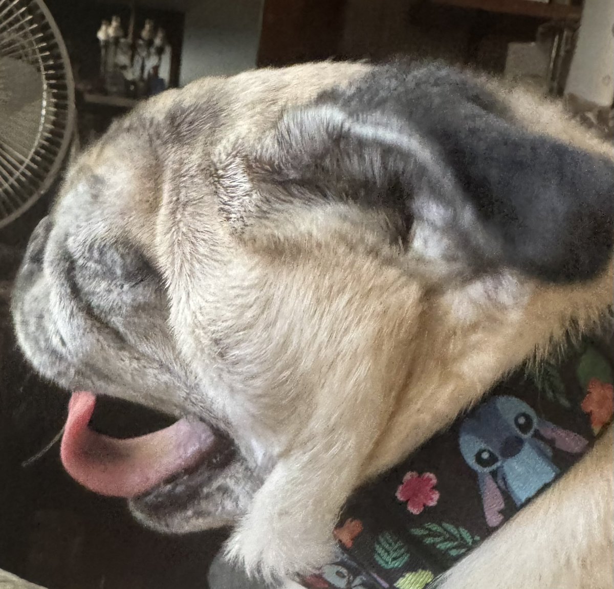 gingersnap599's tweet photo. Happy #TongueOutTuesday!!🩵 https://t.co/XBIEPURgpB