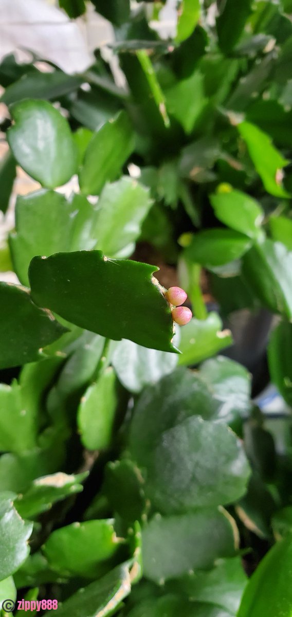 zzippy888's tweet photo. Happy #Twosday! π
#Thanksgivingcactus #buds #flower #nature #myplant #photography #bloomscrolling #FlowersOnTuesday #FlowersonX https://t.co/YWlM9C7HVV