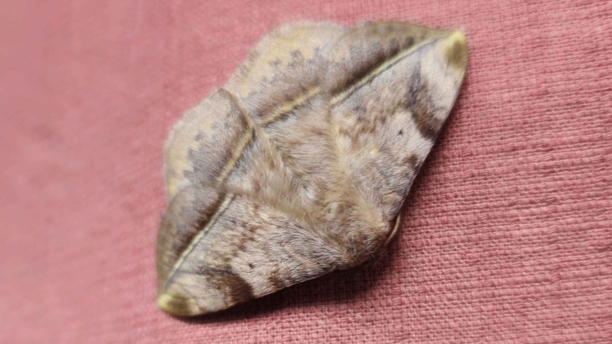 shiorinovella's tweet photo. Fuzzy bug. https://t.co/3T8C1m5Nnz