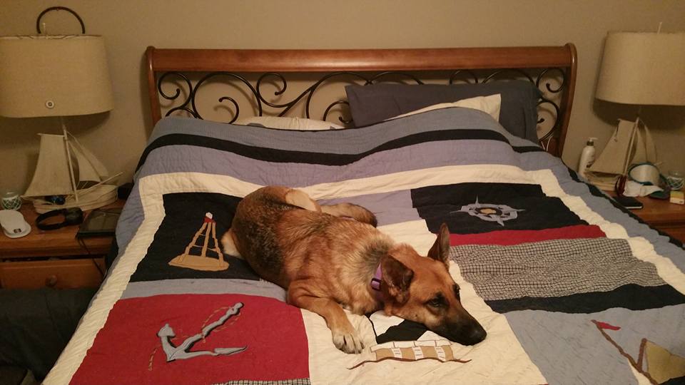 Concudan's tweet photo. @AdobeWanKenobi_ "This my bed now, you go make breakfast."
She is a slow starter in the mornings... https://t.co/N0TlgvMEc5