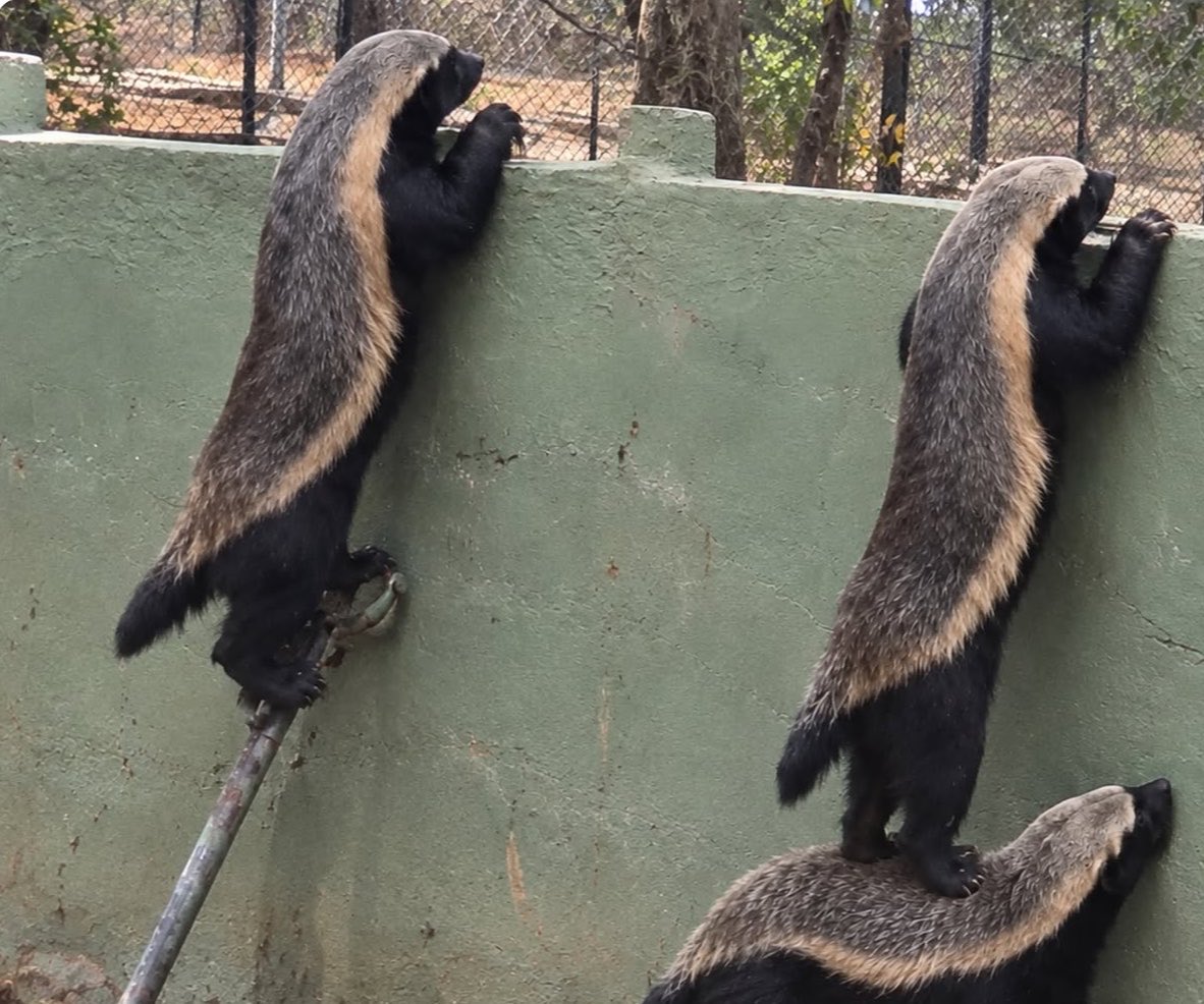 Theveripost's tweet photo. Stoffel, a honey badger, was so determined to fight the lions next door that he kept escaping. When his keepers gave him a female partner to distract him, he used her to climb out again. https://t.co/3SrdMR5UzH