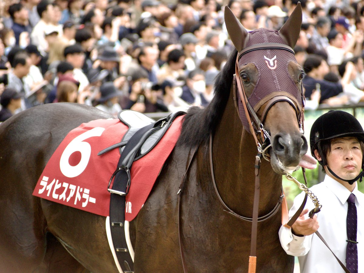 misk1125's tweet photo. ライヒスアドラーが我々の方を見てて可愛かったなぁという思い出ჱ̒՞ ̳ᴗ ̫ ᴗ ̳՞꒱
舌ペロもしてたჱ̒՞ ̳ᴗ ̫ ᴗ ̳՞꒱
 #毎日王冠
 #ライヒスアドラー https://t.co/MpOPZxnIQf