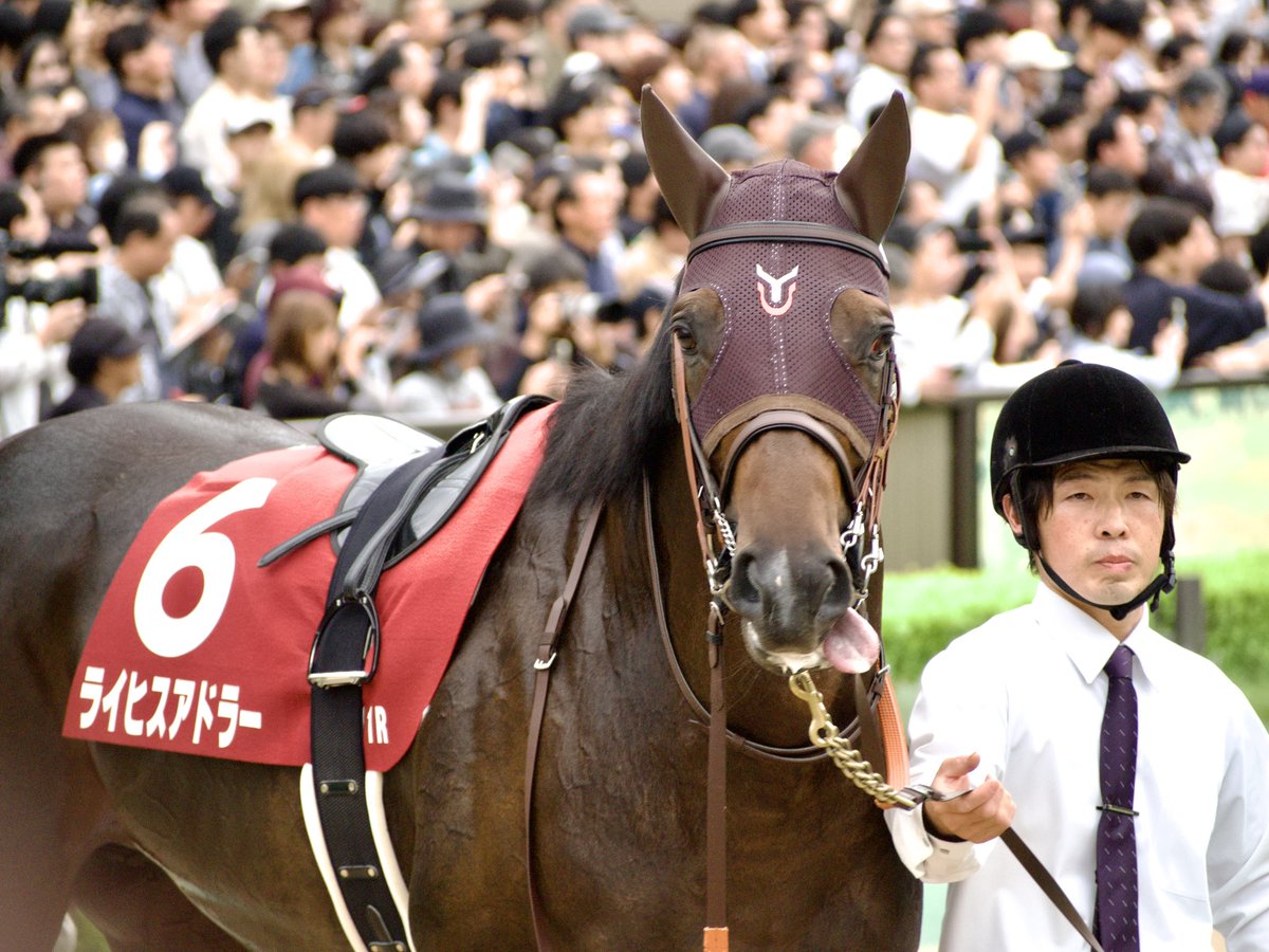 misk1125's tweet photo. ライヒスアドラーが我々の方を見てて可愛かったなぁという思い出ჱ̒՞ ̳ᴗ ̫ ᴗ ̳՞꒱
舌ペロもしてたჱ̒՞ ̳ᴗ ̫ ᴗ ̳՞꒱
 #毎日王冠
 #ライヒスアドラー https://t.co/MpOPZxnIQf