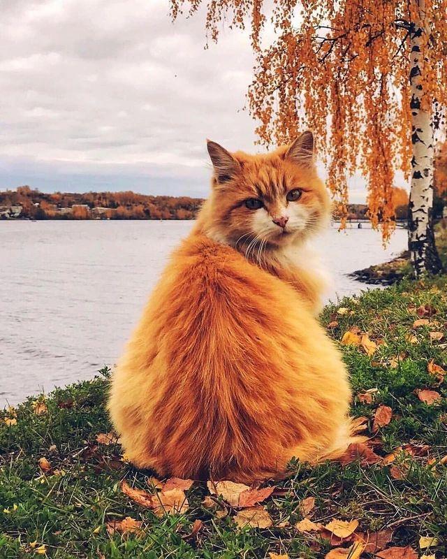 LiftForever67's tweet photo. "I feel it in the water,
I feel it in the earth,
and I smell it in the air."
#AutumnWeek 🍂
#Caturday #CatsOfTwitter https://t.co/WIN1rCNkdY