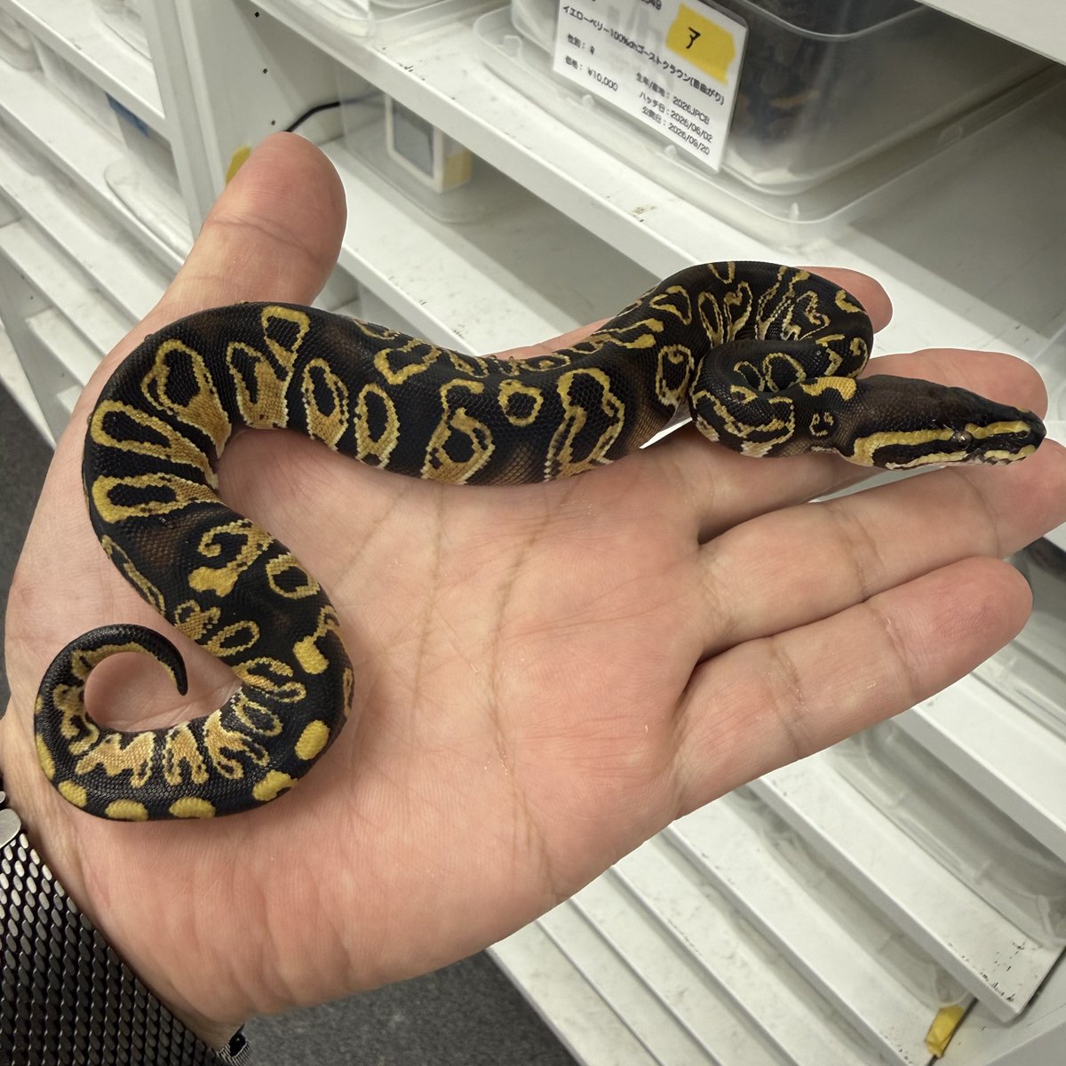 ballpythonari tweet picture