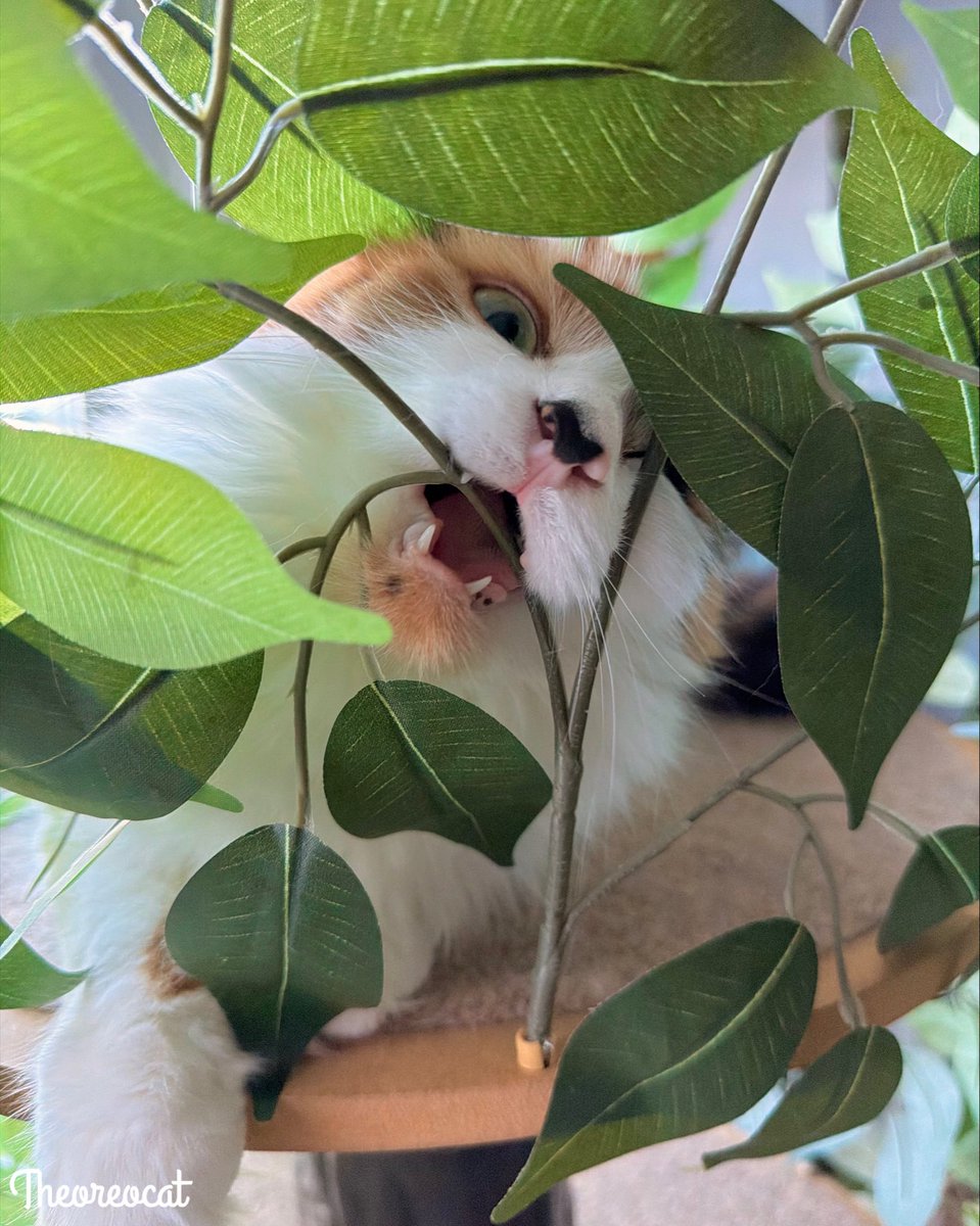 TheOreoCat's tweet photo. Be vewy vewy quiet! I’m hunting jungle Olives. 🫒 🤫

#theoreocat #calicocat #CatsOfX https://t.co/calyFjvrVH