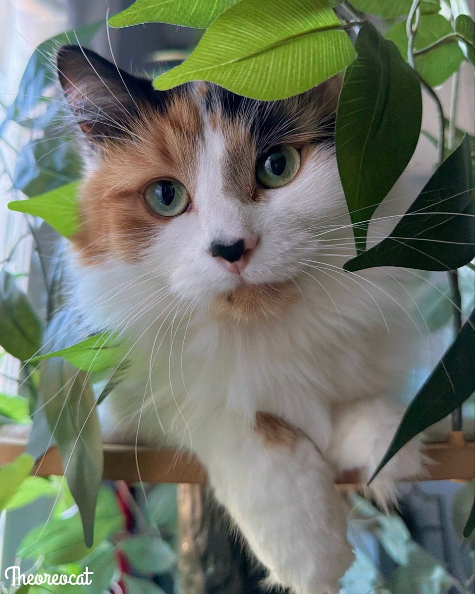 TheOreoCat's tweet photo. Be vewy vewy quiet! I’m hunting jungle Olives. 🫒 🤫

#theoreocat #calicocat #CatsOfX https://t.co/calyFjvrVH
