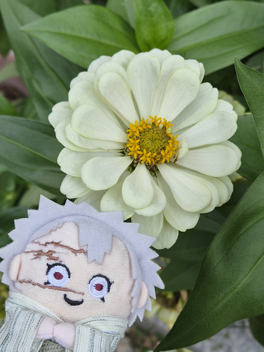 sngytown's tweet photo. #見た人はお花と写ったぬい写真をアップする 
🌼 𓂃𓈒𓏸 https://t.co/H4iZtRxZHd
