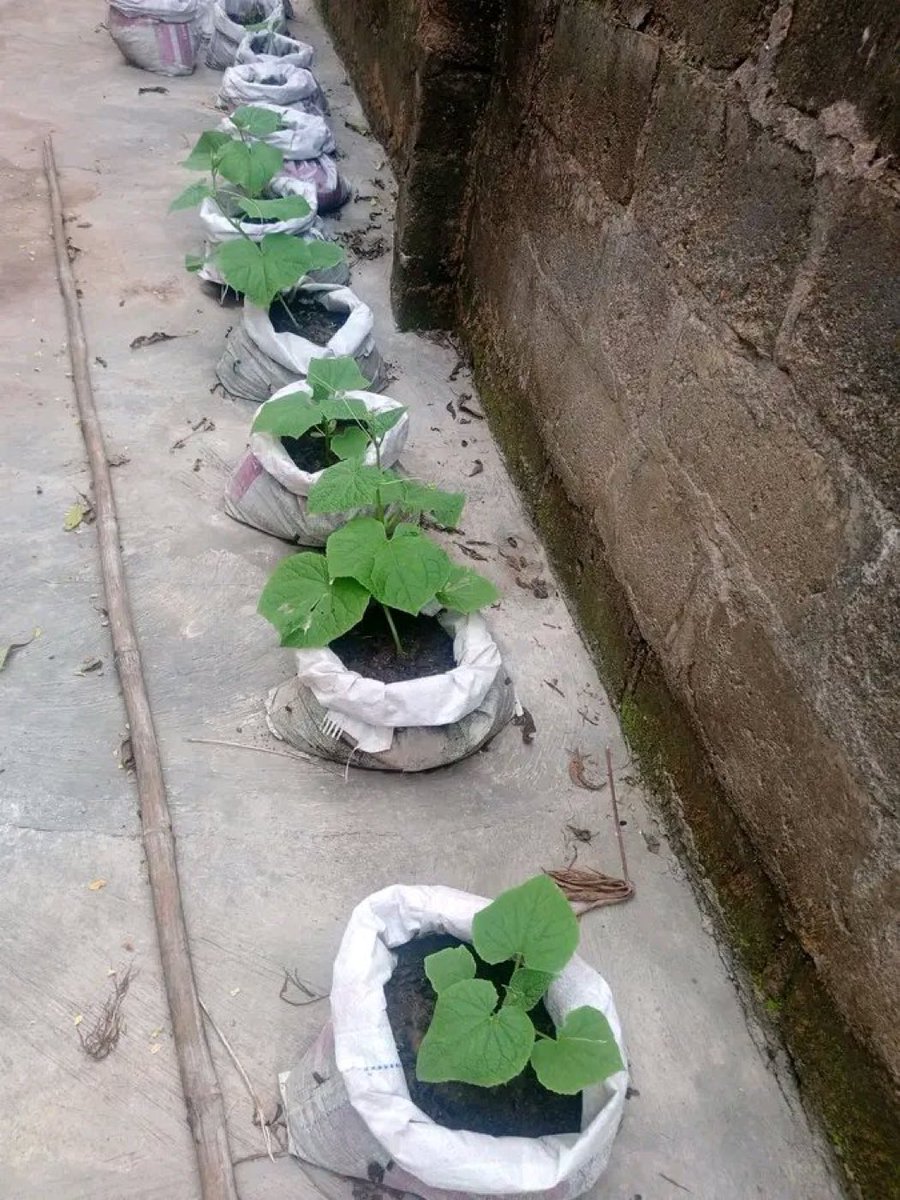 AgroVisionRW's tweet photo. Who said you need a big farm to grow food? 

A small space can still feed a family. https://t.co/a6kFCzfgHN