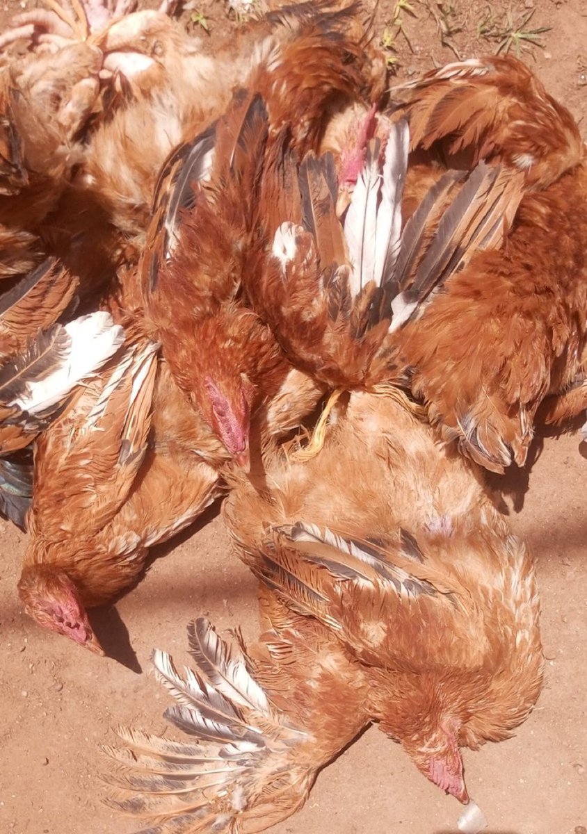 AgroVisionRW's tweet photo. What do you of these chickens? https://t.co/Pf3uMYiyC4