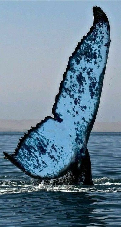AquariumWa75539's tweet photo. 🐬💙 Bring the ocean to your screen! Download now 📲
https://t.co/ifBbrNmOUs
#Dolphin #Ocean #LiveWallpaper #AquariumLife #SeaLife #OceanLovers #Reels #FYP #Viral https://t.co/BOEA0cOgG3