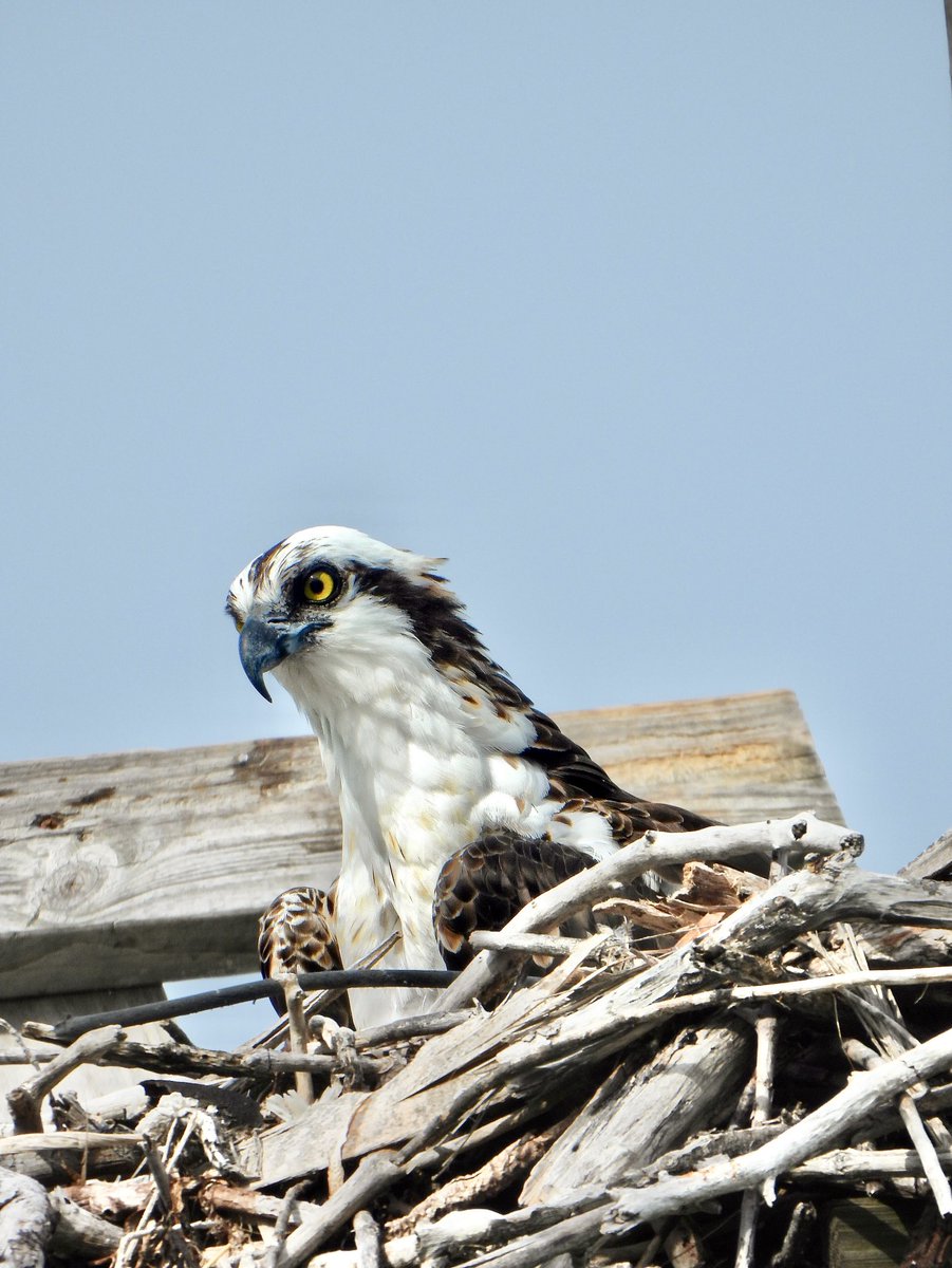 chickadeenic_'s tweet photo. I 🤎 OSPREYS https://t.co/nKiXg8Fc64