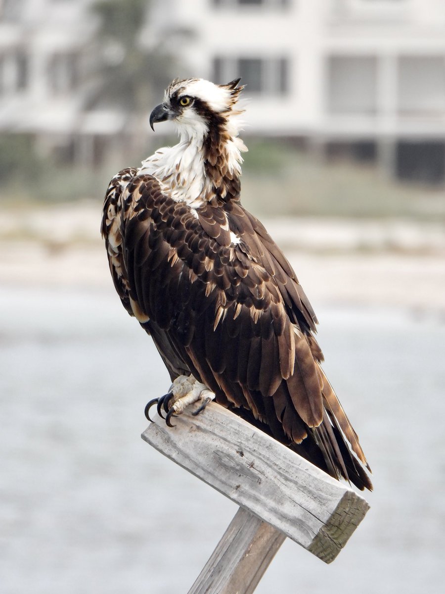 chickadeenic_'s tweet photo. I 🤎 OSPREYS https://t.co/nKiXg8Fc64