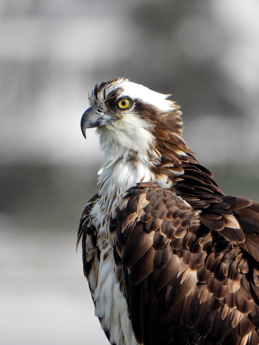 chickadeenic_'s tweet photo. I 🤎 OSPREYS https://t.co/nKiXg8Fc64