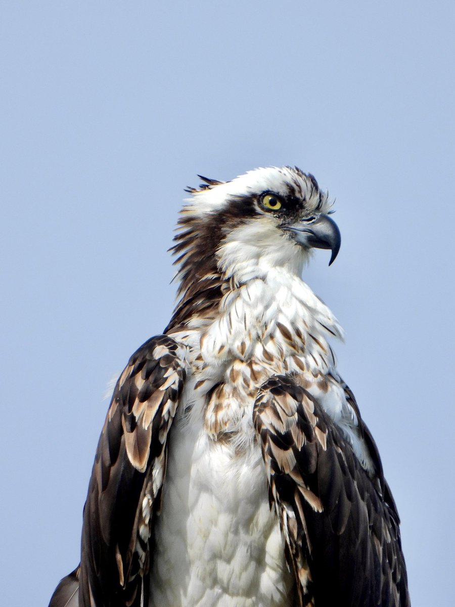 chickadeenic_'s tweet photo. I 🤎 OSPREYS https://t.co/nKiXg8Fc64