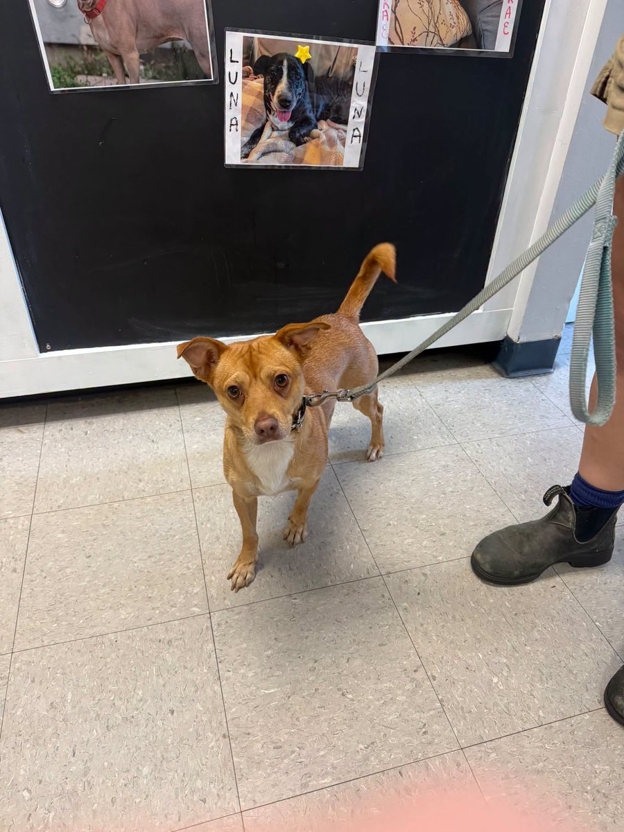 SistersInBiz's tweet photo. Found tan & white intact male mix breed dog
Area of Pippin Orchard Rd & Plainfield Pike
#Cranston #Rhodeisland
Found wearing a collar/ not micro chipped
Please call the shelter at 401-464-8700
#RI #Oceanstate https://t.co/sdD4W1x5sy
Thank you @MichelleDelNigr for forwarding
#RI https://t.co/imRw2MnEq7