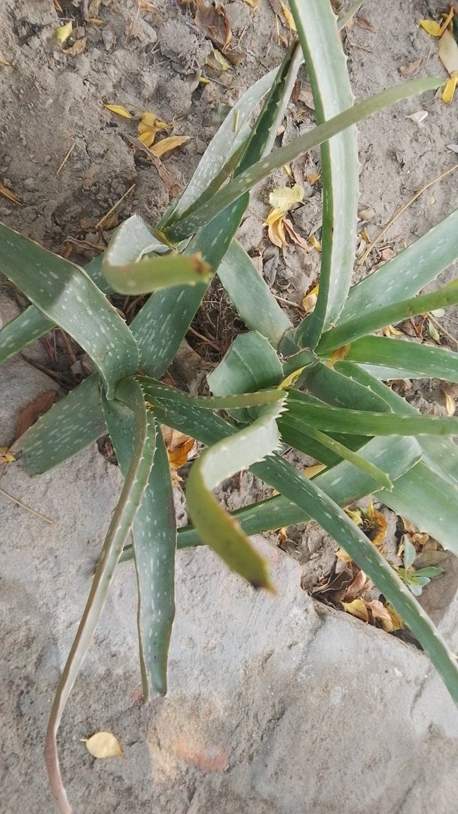 AgroVisionRW's tweet photo. What’s this? https://t.co/pn1kZ57G5l