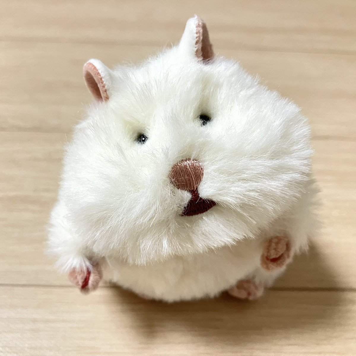 mohuinu's tweet photo. @atariganemix はむぞう🐹：ねこちゃん、こんばんは😳
しっぽ、短めなんだよ〜 https://t.co/25nynToePJ