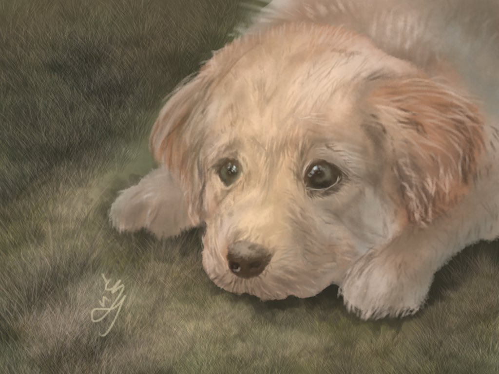 tori_beke's tweet photo. ワンちゃん🐶 https://t.co/Au95Nfjumj