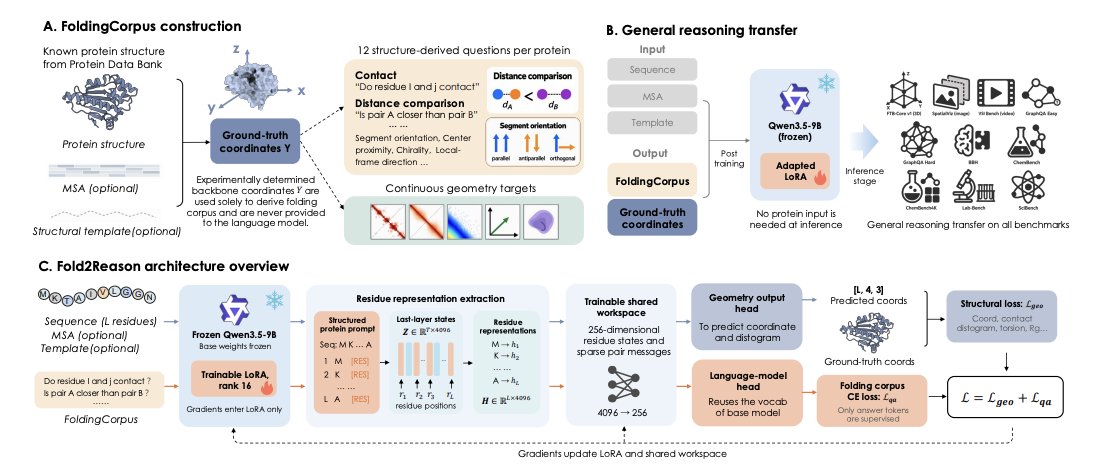 BiologyAIDaily's tweet photo. Does Learning Protein Folding Generalize to Broader Reasoning?

1 Fold2Reason asks a concrete transfer question: if an LLM is post-trained on protein folding supervision (dense, checkable 3D structure constraints), does it improve on non-protein reasoning benchmarks after all protein-specific interfaces are removed?

2 The paper builds FoldingCorpus: 1,200 proteins (1,000 train / 100 dev / 100 frozen test), cluster-disjoint splits, 12 deterministic structure operators per protein (14,400 QA records total). Each protein yields a packed set of 12 one-token answers derived from PDB backbone coordinates (contacts, distance comparisons, segment orientation, center proximity, local direction, chirality, multi-constraint logic, plus a 32-way “fingerprint” retrieval).

3 Key method idea: two complementary training signals share the same internal representations. Discrete FoldingCorpus answers supervise the model’s native language head, while continuous 3D geometry is supervised via a frozen coordinate+distogram decoder that reads from the same LoRA-adapted residue states (forcing updates into the LM/adapter rather than a new folding head).

4 Architecture sketch: Qwen3.5-9B is frozen; only LoRA (rank 16) + a small “workspace” module are trained. The workspace compresses residue states (4096→256), exchanges sparse pair messages (local + sampled long-range), and produces (a) residue-aligned features for the frozen geometry decoder and (b) 16 pooled “evidence tokens” prefixed to the QA prompt.

5 Main transfer result: across 10 diverse benchmarks (spatial text, image, video; graph reasoning; science/chemistry; mixed reasoning), Fold2Reason improves the General-10 macro-average accuracy from 45.09% to 48.33% (+3.23 pp), with positive mean gains on all 10 datasets. Largest gains include GraphQA Hard (+6.83 pp) and SpatialViz (+6.10 pp).

6 The study emphasizes a strict transfer test: at inference, the workspace and geometry decoder are discarded, and benchmarks contain no proteins or structural inputs. Any gains must come from the adapted base model parameters, not from a protein toolchain.

7 Matched controls probe what drives the gains. Controls with the same packing/token budget show much smaller or negative macro changes: “Hidden Geometry” (internally coherent but input-independent random point structures) gives +0.92 pp; “Format Copy” (copying valid answer codes) gives −0.09 pp; “Fixed Shuffle” (mismatched labels) gives −0.27 pp. Real protein-derived supervision is substantially stronger than answer-format learning alone.

8 Ablations localize the effect: FoldingCorpus QA supervision provides most of the broad transfer (+2.93 pp without geometry). Adding geometry yields a smaller average increment (+0.30 pp overall) but concentrates improvements in 3D-oriented evaluations (FTB-Core/SpatialViz/VSI), consistent with geometry shaping spatially grounded behavior more than text-only reasoning.

9 Protein-side readouts: Fold2Reason improves structural decodability vs the base LLM when prompted to emit coordinates, but remains far from competitive folding systems globally. Geometry mainly sharpens local signals (lDDT-Cα and contact F1 rise modestly; TM-score slightly dips), supporting the claim that the training signal encourages locally consistent 3D representations rather than full high-quality folding.

10 Generality checks: FoldingCorpus-style post-training improves Qwen3.5 at multiple scales (2B/4B/9B) and transfers to InternVL3.5-8B, but is neutral on Gemma-4-12B-IT—suggesting architecture/adaptation dynamics matter. A scaling study (50–4,000 proteins, fixed 3 epochs) shows transfer rising up to ~2,000 proteins (peak +3.70 pp) with diminishing returns thereafter.

💻Code: https://t.co/BkX5iADSqi
📜Paper: https://t.co/7K2v1uSoZ5
#ComputationalBiology #ProteinFolding #LLM #Reasoning #PostTraining #ScientificML #RepresentationLearning #3DGeometry #LoRA #Benchmarking