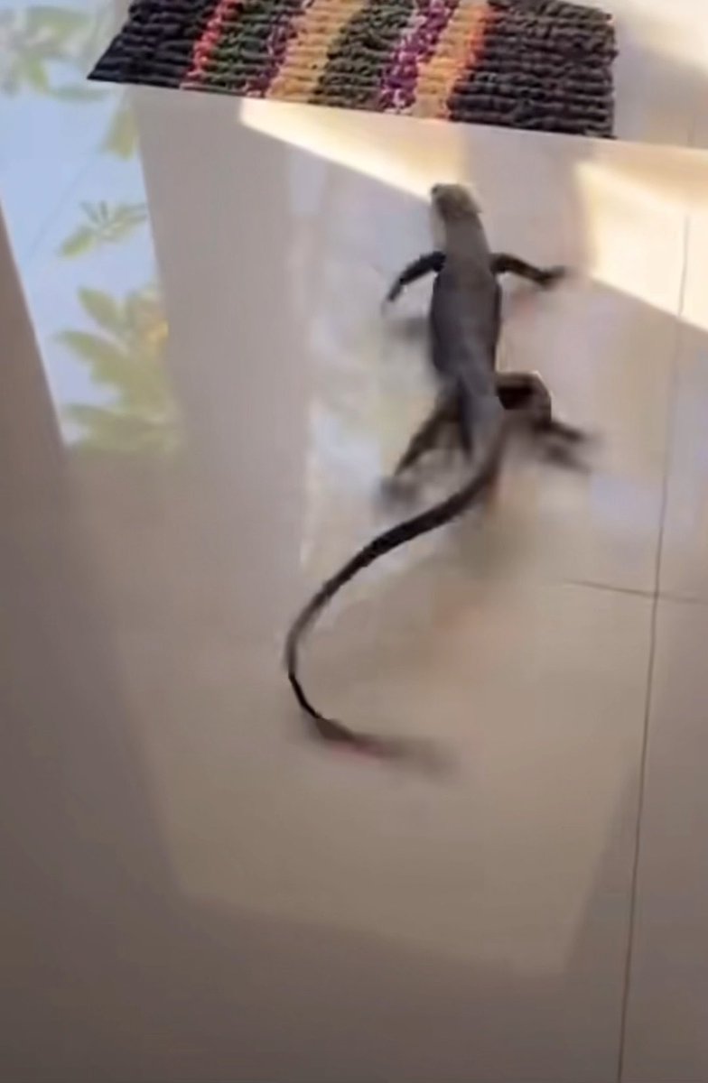 A blurry photo of a lizard running across a white tiled floor near a striped rug, with motion blur capturing its rapid movement and long tail.
