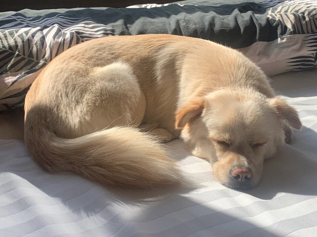 FirsilS's tweet photo. Woke up with my toes all snuggled, dog curled at my side – cozy morning vibes hit different! https://t.co/dBykpm065K