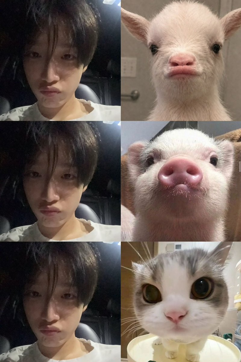 npbtt10's tweet photo. ฝั่งไหนคือน้องเน็กซ์😽 https://t.co/8oQ9LdxfnD