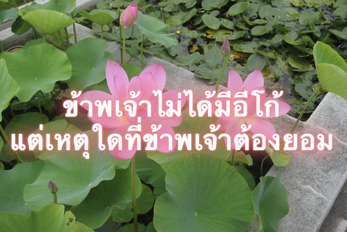 Iaunza's tweet photo. นั่นนะสิ่ ใครจะยอม https://t.co/tr0fJmPnTH