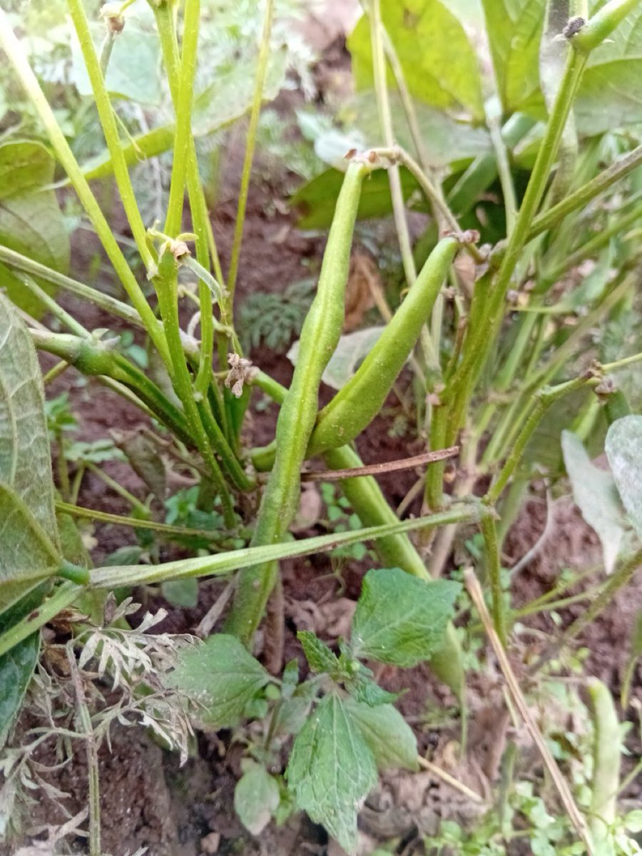 AgroVisionRW's tweet photo. Almost ready to feed the community 😎😋😋😋😋 https://t.co/C3vh6CI4eo