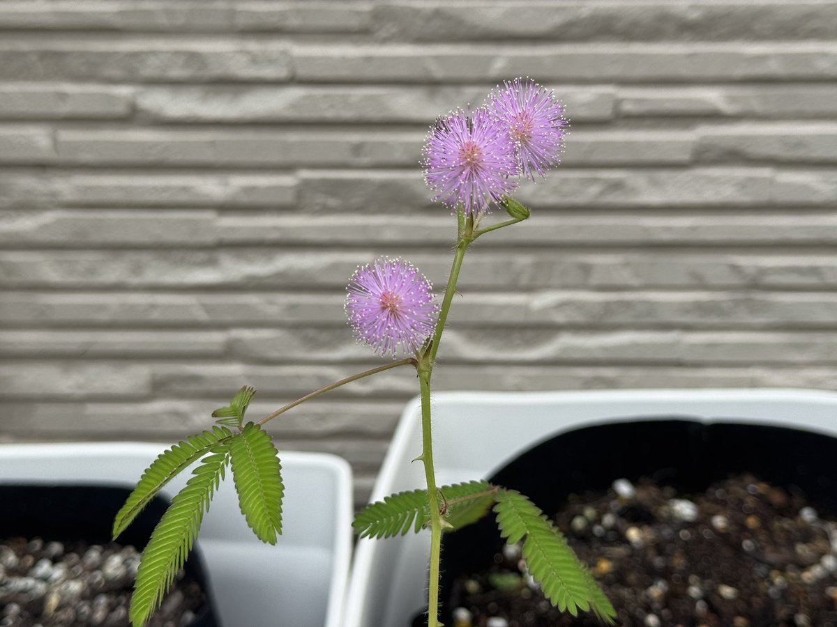 dokunukiko's tweet photo. 進研ゼミ　こどもチャレンジで
付録としてついてきた
「おじぎ草🌱🌱(種と土)」が
こんなに育ってまさかの花が咲いた🌸‼️

今朝、息子とびっくり！

そらしたら息子
「おじぎ草と、花が結婚したのかな？
あ、契約したんだね‼️」って
ニコニコして言ってた

なんか、可愛いなと思ってメモ https://t.co/aaOts6p8wg