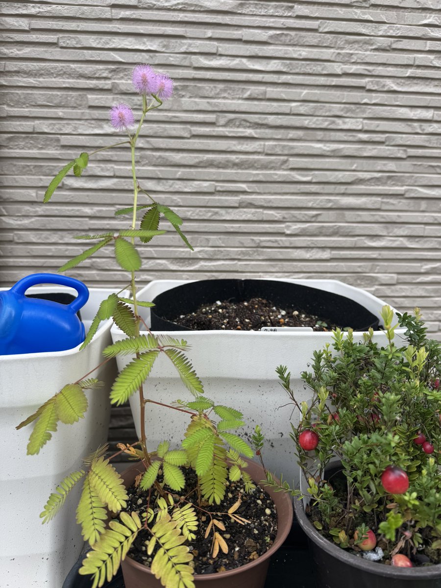 dokunukiko's tweet photo. 進研ゼミ　こどもチャレンジで
付録としてついてきた
「おじぎ草🌱🌱(種と土)」が
こんなに育ってまさかの花が咲いた🌸‼️

今朝、息子とびっくり！

そらしたら息子
「おじぎ草と、花が結婚したのかな？
あ、契約したんだね‼️」って
ニコニコして言ってた

なんか、可愛いなと思ってメモ https://t.co/aaOts6p8wg