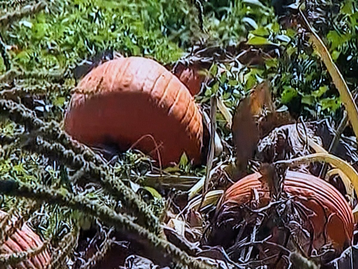 steventeaster's tweet photo. #pumpkinpatch
.@LynetteRomero Good morning Lynette and you know we love a good pumpkin patch all of that. We love it. The problem with the pumpkin patch. They have no shade and when it's already October and it's over 100° coming up to the first 5 days of October. It's very difficult to go out and stand in a pumpkin patch where they have no shade 😔