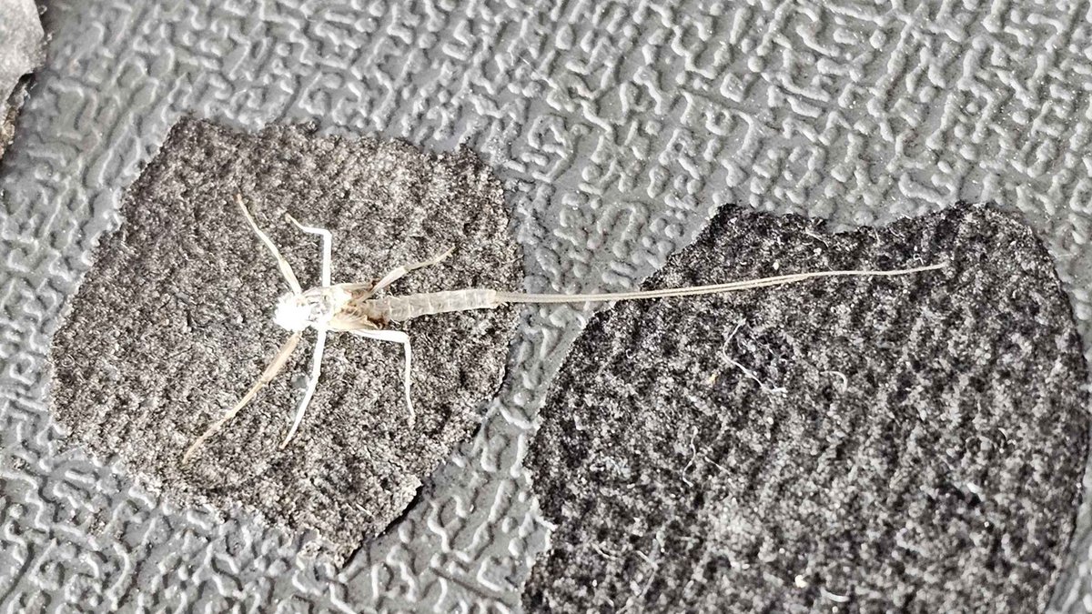 shiorinovella's tweet photo. Weird transparent bug. https://t.co/DsPPOKdfAw