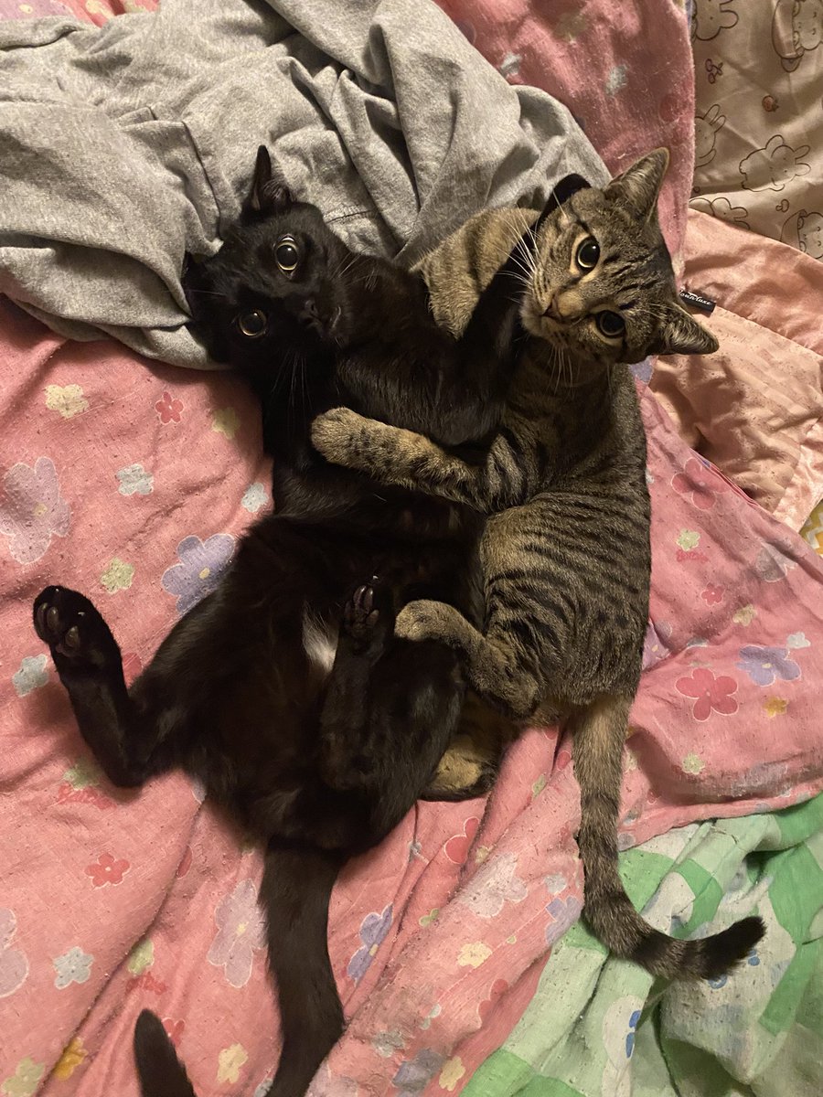 BrieandRingo's tweet photo. They were wrasslin’, but froze when I walked over https://t.co/IZxB70YaIa