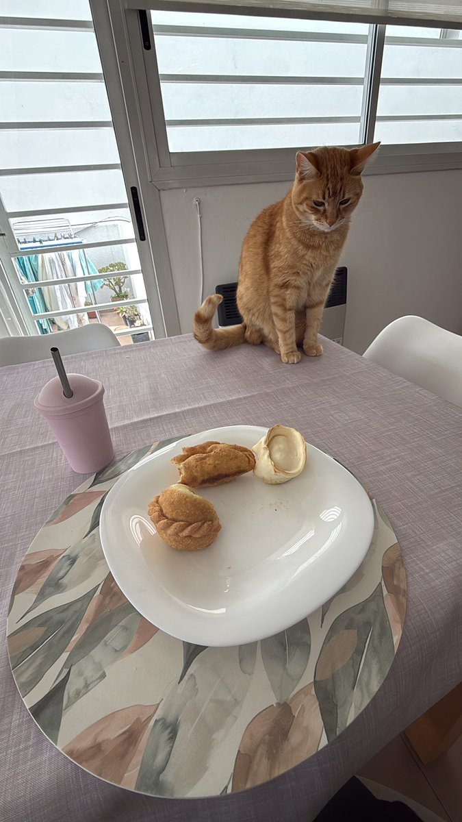 JRivello42356's tweet photo. Toda chica tiene s du gato hombre https://t.co/XGAhAPx9oZ