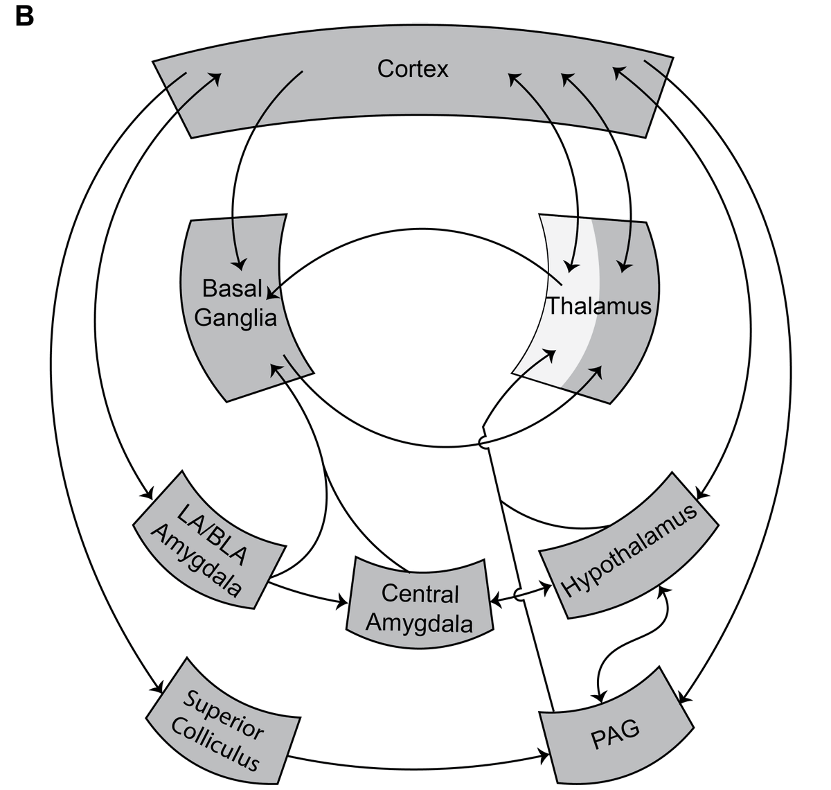 PessoaBrain's tweet photo. 𝗛𝗲𝘁𝗲𝗿𝗮𝗿𝗰𝗵𝘆 𝗶𝗻 𝘁𝗵𝗲 𝗯𝗿𝗮𝗶𝗻
New preprint with Andrea Gambarotto. Neuroscience often treats control as a hierarchy: the structures behind a behavior hold a stable rank. We argue this mistakes a configuration for an architecture. 🧵
https://t.co/wvvqBPCBWU https://t.co/julCx4FRqv