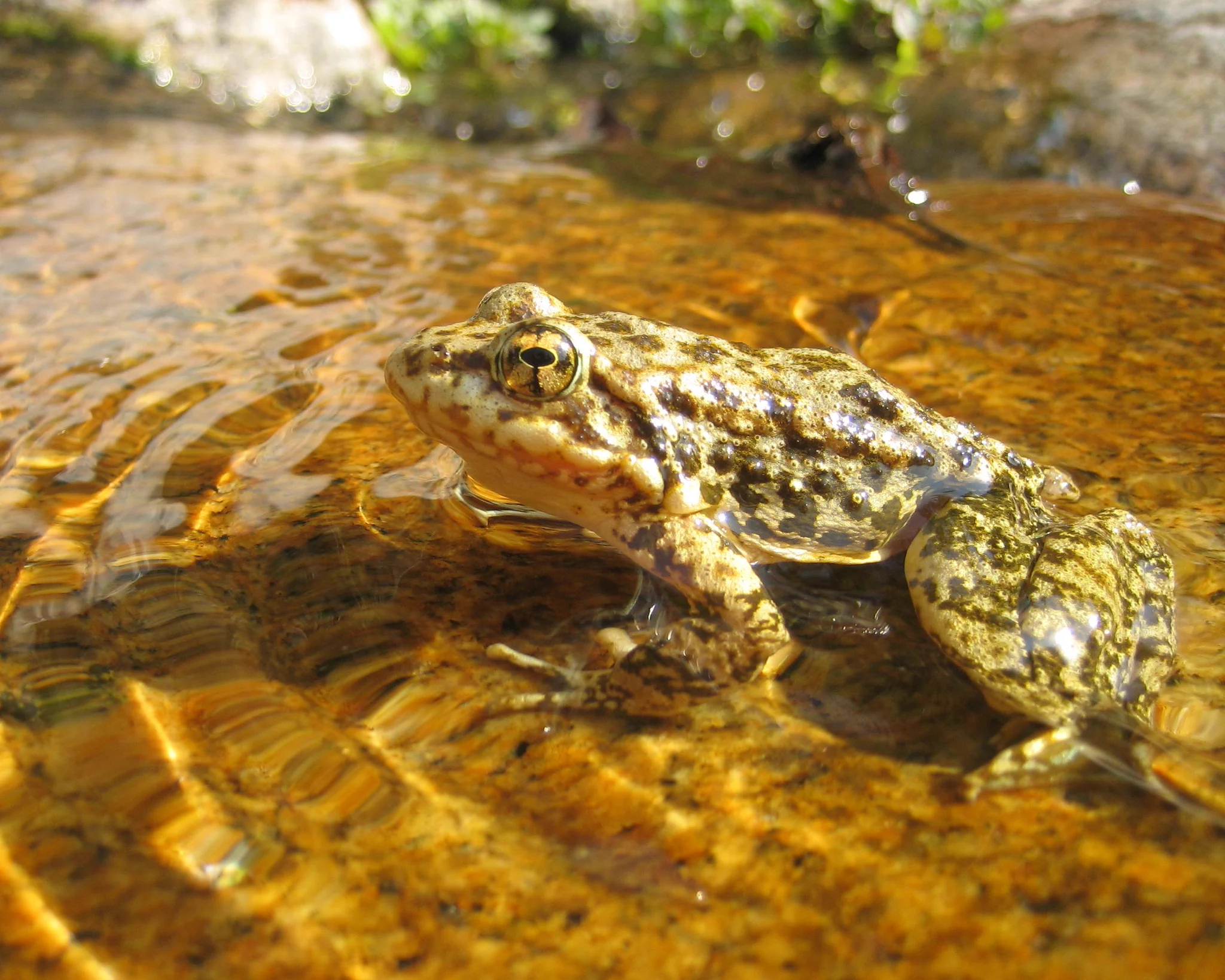 Close-up of a brown and green frog resting in shallow, clear water with ripples around it.