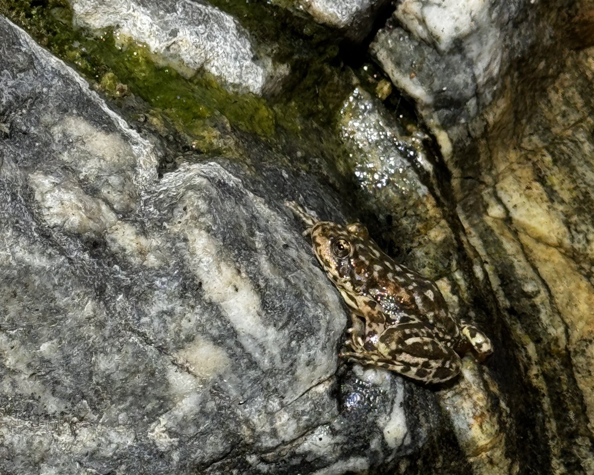 USGS's tweet photo. 🐸 653 frogs. One big step for a species fighting its way back.

This summer, USGS scientists and partners released 653 critically endangered southern mountain yellow-legged frogs into their native habitat in Southern California, the largest release of the species to date.

These frogs are part of a larger effort to rebuild populations in the San Gabriel Mountains, where the species has faced threats from wildfire, drought, disease, non-native predators and habitat loss.

The work starts long before a frog reaches the mountains. Scientists and zoo partners rear tadpoles and froglets in captivity, then release them into carefully selected habitat. USGS researchers study the frogs after release to learn how they survive, grow and reproduce in the wild. That information helps scientists understand what it takes to establish healthy, self-sustaining populations.

With this summer's release, more than 1,000 mountain yellow-legged frogs have now been reared and released into the San Gabriel Mountains as part of this conservation effort.

It takes scientists, zoos and federal and state partners working together to give this endangered species a chance to recover.

📷 1:  Endangered mountain yellow-legged frog (Rana muscosa).
📷 2:  A newly released mountain yellow-legged frog.
📷 3:  USGS biologists and partners climbing to a release site in the San Gabriel Mountains.
📷 4:  Frogs in their transport containers waiting to be released. 

Credit: USGS

#frogs #amphibian #SanGabrielMountains