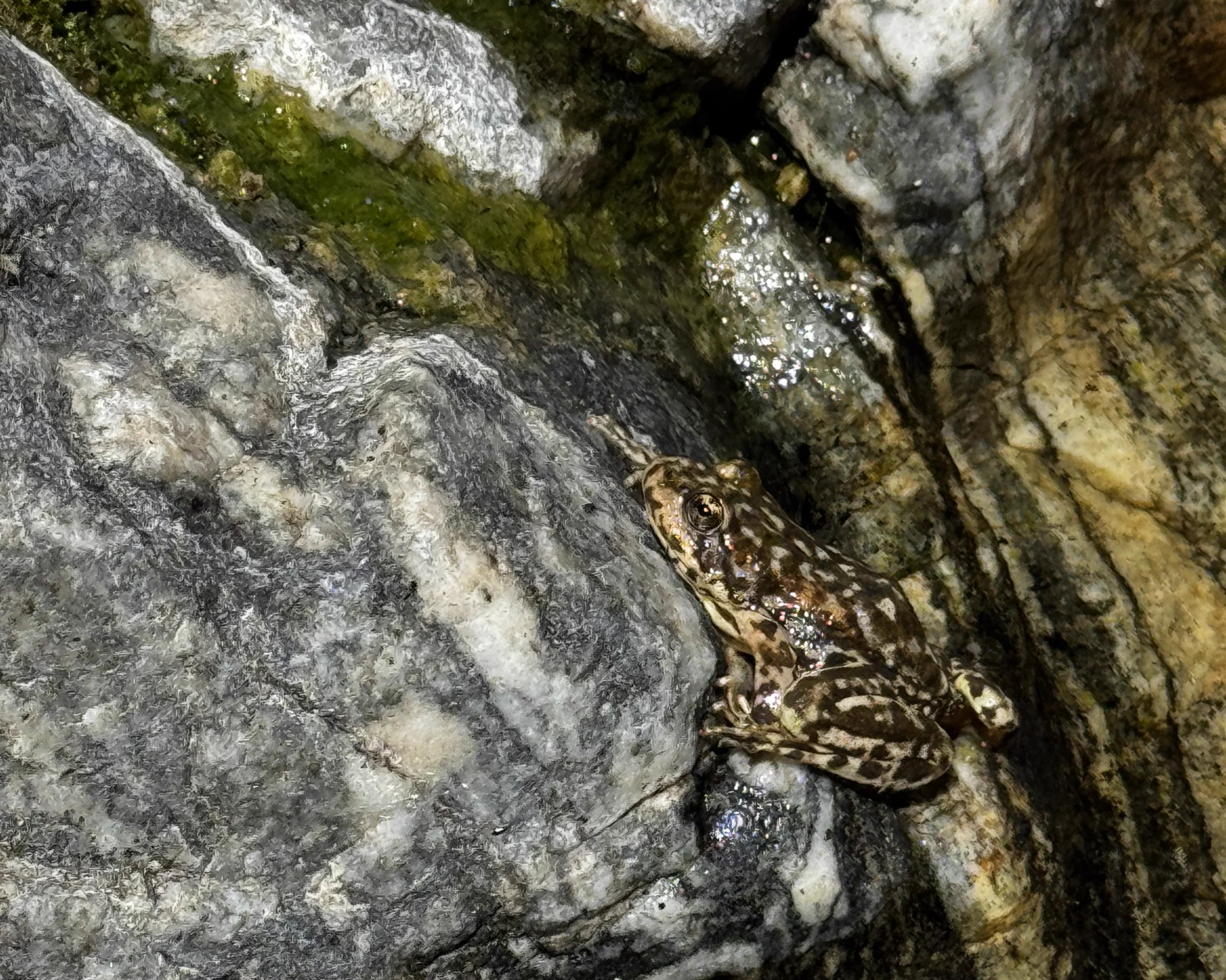 Small brown frog with dark spots resting on wet gray rocks near a mossy crevice.
