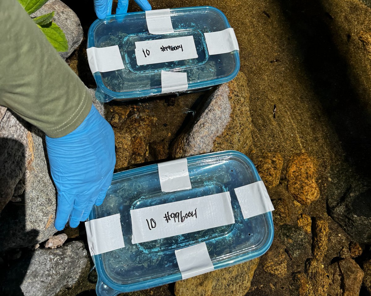 USGS's tweet photo. 🐸 653 frogs. One big step for a species fighting its way back.

This summer, USGS scientists and partners released 653 critically endangered southern mountain yellow-legged frogs into their native habitat in Southern California, the largest release of the species to date.

These frogs are part of a larger effort to rebuild populations in the San Gabriel Mountains, where the species has faced threats from wildfire, drought, disease, non-native predators and habitat loss.

The work starts long before a frog reaches the mountains. Scientists and zoo partners rear tadpoles and froglets in captivity, then release them into carefully selected habitat. USGS researchers study the frogs after release to learn how they survive, grow and reproduce in the wild. That information helps scientists understand what it takes to establish healthy, self-sustaining populations.

With this summer's release, more than 1,000 mountain yellow-legged frogs have now been reared and released into the San Gabriel Mountains as part of this conservation effort.

It takes scientists, zoos and federal and state partners working together to give this endangered species a chance to recover.

📷 1:  Endangered mountain yellow-legged frog (Rana muscosa).
📷 2:  A newly released mountain yellow-legged frog.
📷 3:  USGS biologists and partners climbing to a release site in the San Gabriel Mountains.
📷 4:  Frogs in their transport containers waiting to be released. 

Credit: USGS

#frogs #amphibian #SanGabrielMountains