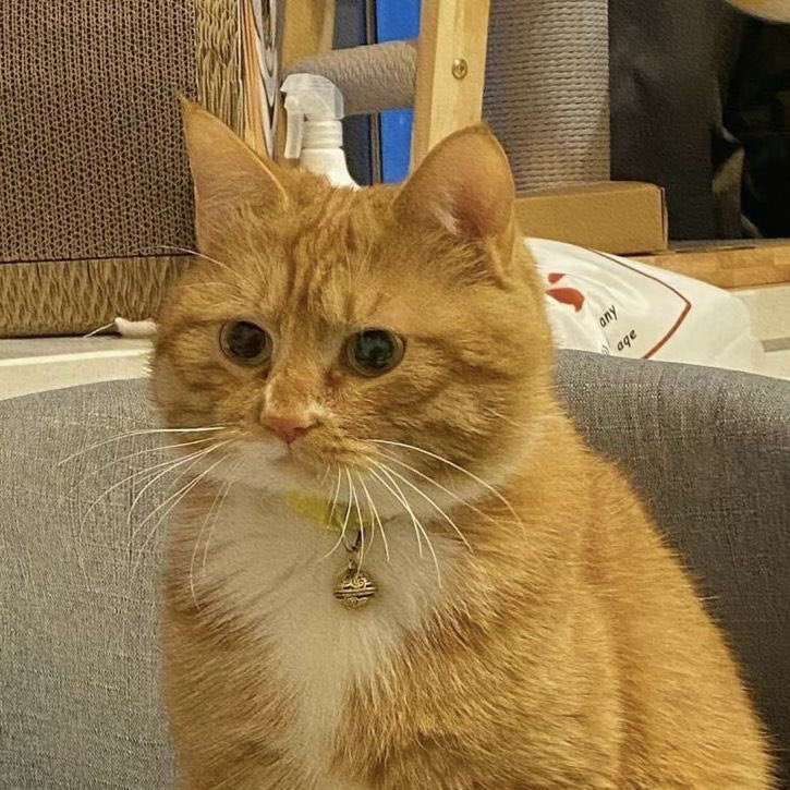 ses_cat's tweet photo. https://t.co/E6WNqZHxKR